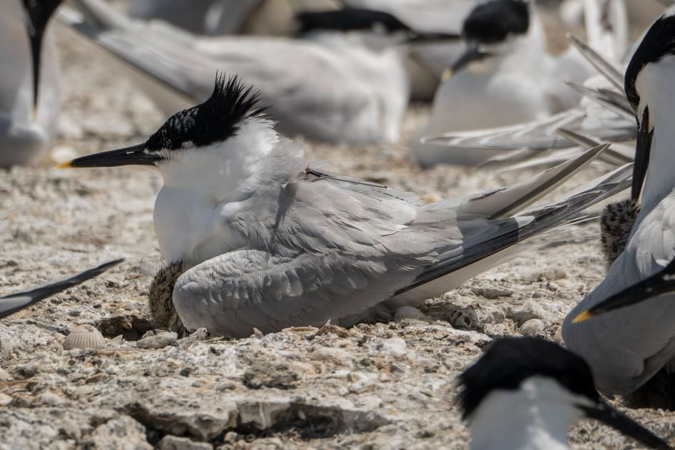 Monitoring the impact on sandwich terns Monitoring the impact on sandwich terns